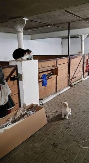 Tu sueño de tener un caballo en casa se hace realidad – großer Stall