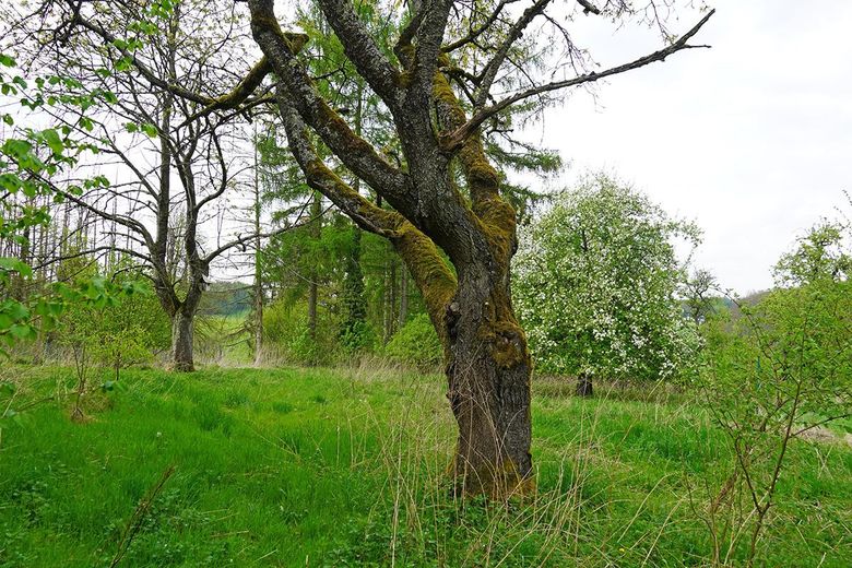 Alter Kirschbaum