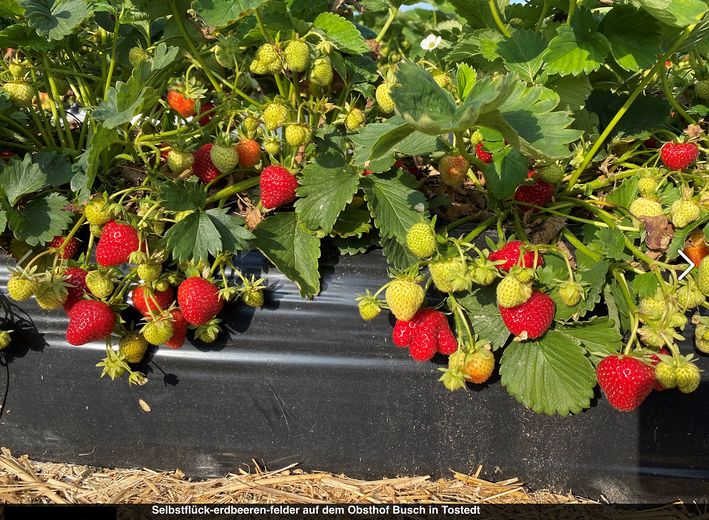 selbstfück Erdbeerfelder Busch