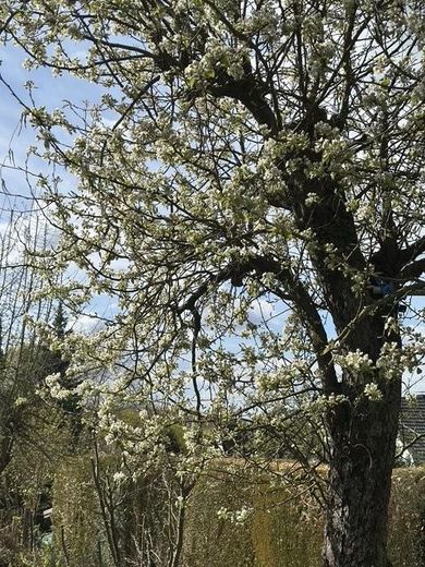 Blühender Baum im Garten