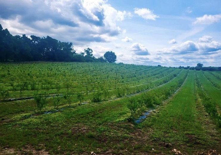 Yükseltilmiş rüya konum: Gölün 1. sırasında, göle 100 m mesafede, yenilenmesi gereken evli büyük arsa – Freier Blick auf Blaubeerfeld