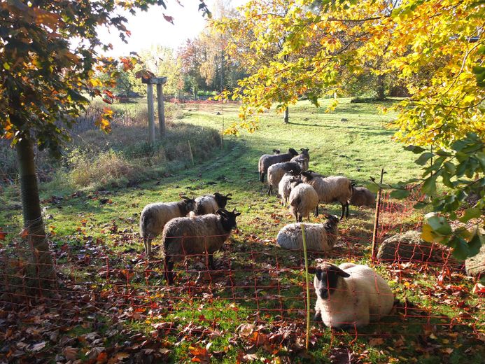 Unsere Schafe