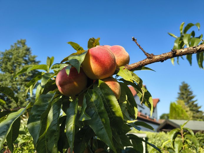 Obst im Garten