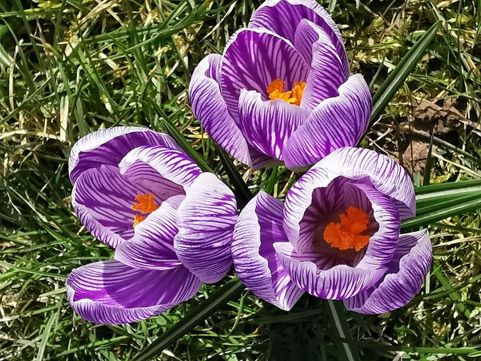 Frühling im Garten