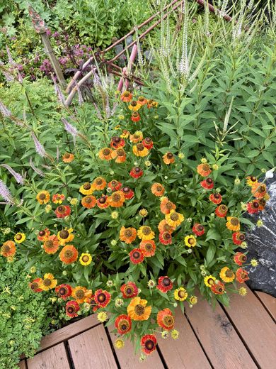 Jasny, energooszczędny dom jednorodzinny w spokojnej lokalizacji na obrzeżach Ansbach – Gartenbilder