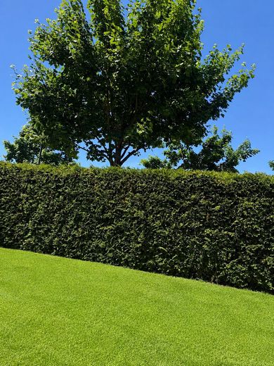 Hecke von innen