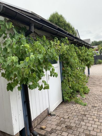 Mieszkanie z dużą ilością przestrzeni w domu i ogrodzie – Wein am Carport