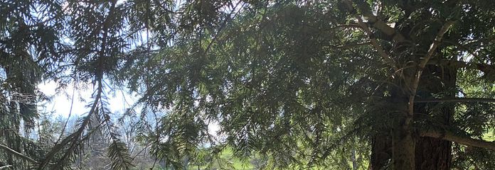 Casa colonica / ex mulino per la macinazione dei cereali in posizione isolata in vendita – Blick aus dem Wald