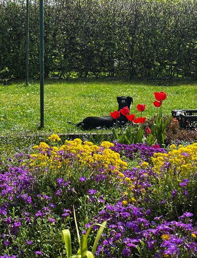 Appartement de 4 pièces avec cuisine équipée et jardin à louer ! Animaux domestiques autorisés ! – Photo 10