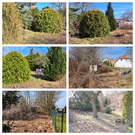 Koniferen hinterer Teil