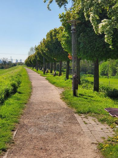 Wohnen direkt am Rhein in Orsoy .... – Rheindeich 2 Frühling