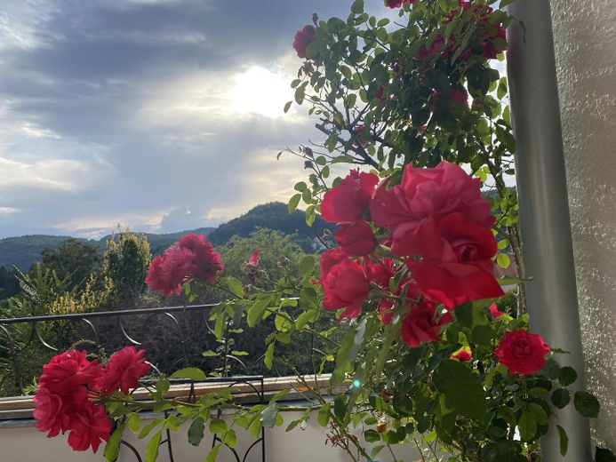 Erstbezug nach hochwertiger Sanierung – schönes Mittelhaus mit Terrasse & Talblick & Carport – Terrasse mit Ausblick
