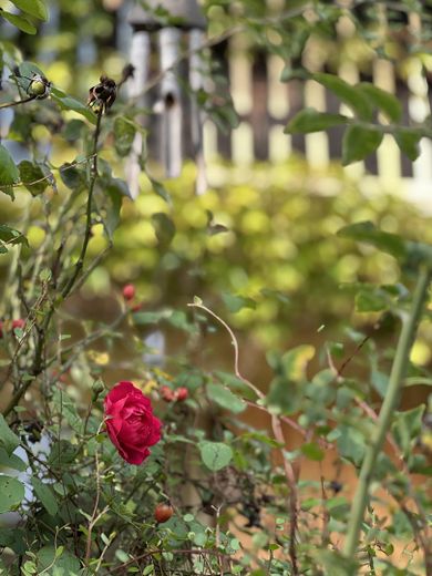 Provisionsfrei, EINFAMILIENHAUS MIT GARTEN in begehrter Wohngegend Dessau-Ziebigk – Rose vor Balkon
