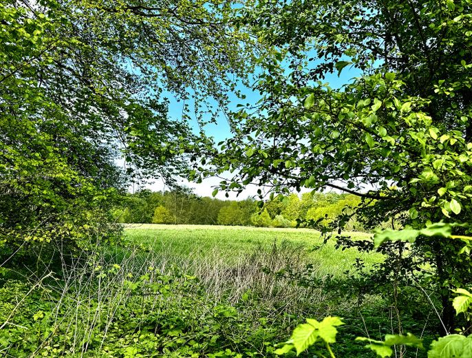 Blick auf die Wiese