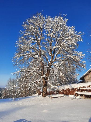 Nussbaum im Winter