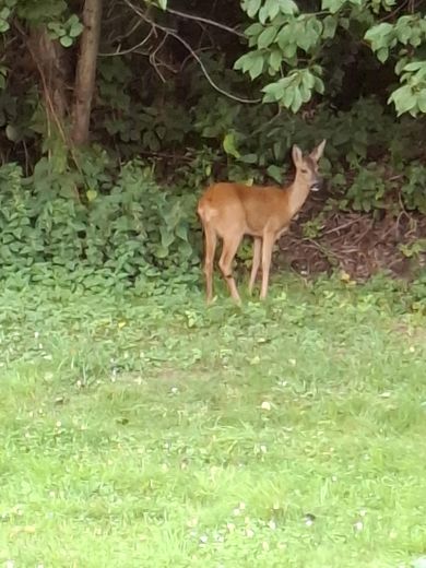 Der fremde Gast;.)
