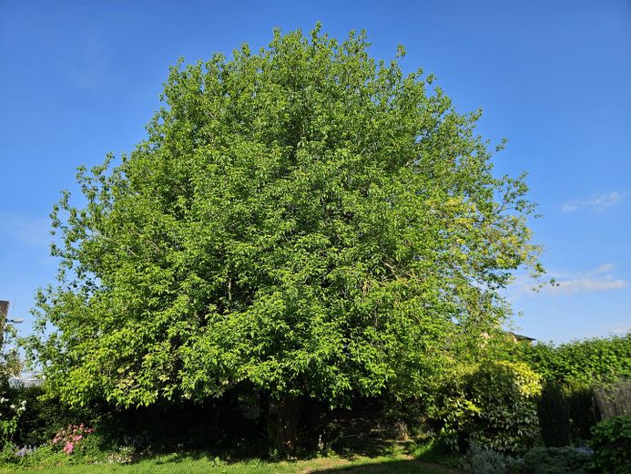 Solitärbaum im Garten