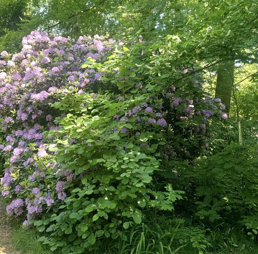 Blütenpracht Mai-Juni 25