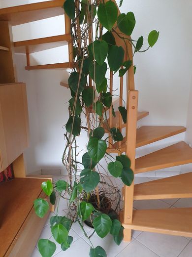Attraktive lichtdurchflutete Maisonette-Wohnung – Treppe zur Galerie