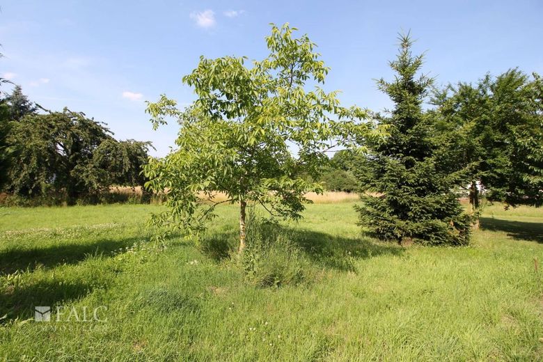 Natur hinter dem Garten