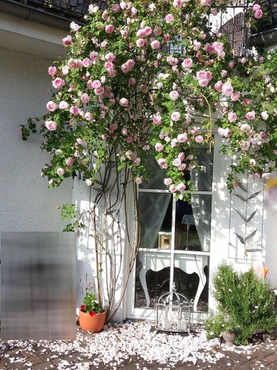 Rosenstock vor dem Esszimmer