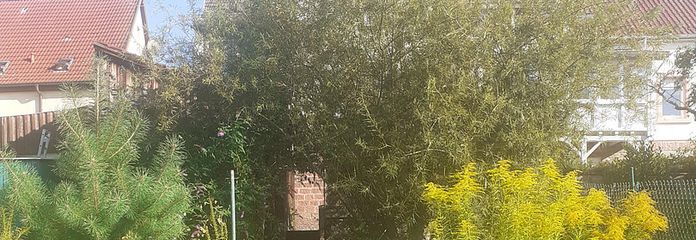 Garten Ansicht von unten