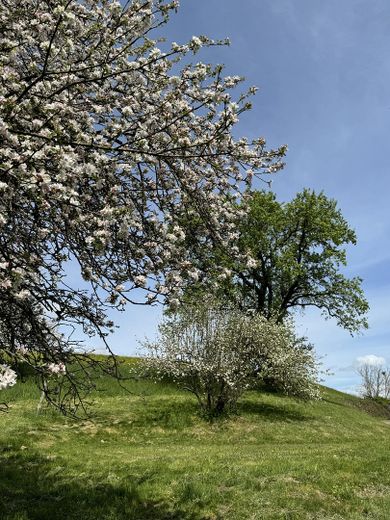 Obstbäume am Haus