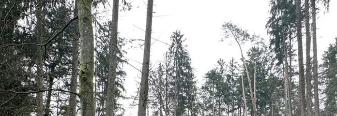 Hobby Wald – Brennholzlieferant – Ausgleichsfläche