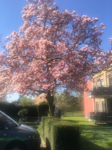 Vorgarten mit Magnolie