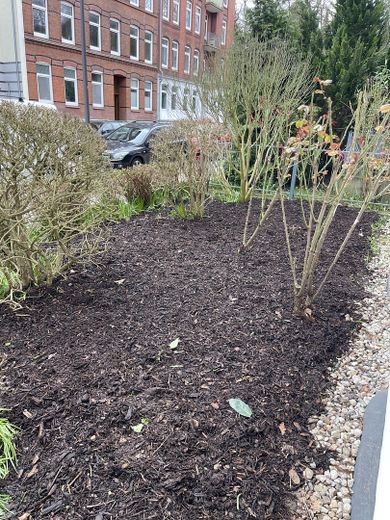 Helle, schöne und gepflegte Altbauwohnung mit Dielenfussboden und Einbauküche – Rosen im Garten