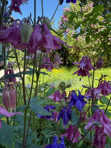 Abitare ai margini del bosco – Garten