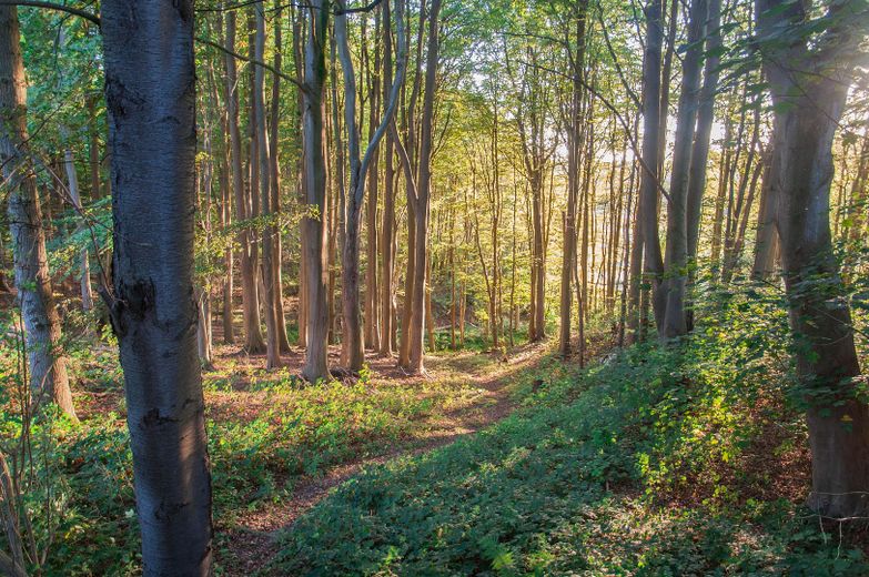 Durch den eigenen Wald