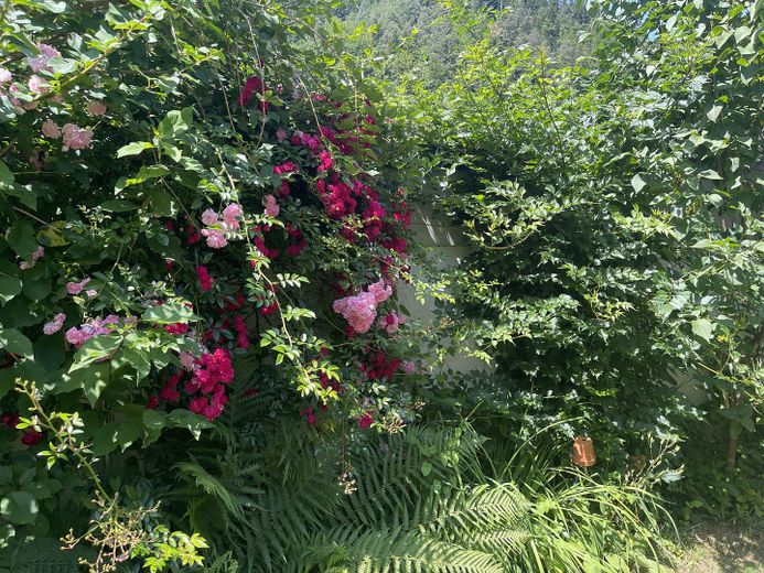 Freistehendes Architektenhaus mit einem großzügigen Wintergarten – Garten im Sommer