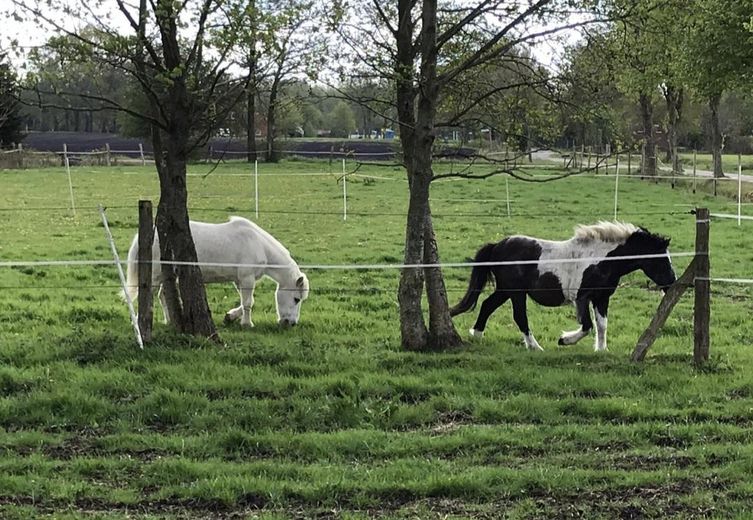 Exclusive detached house near Norddeich with pool, sauna, horse keeping – Photo 48