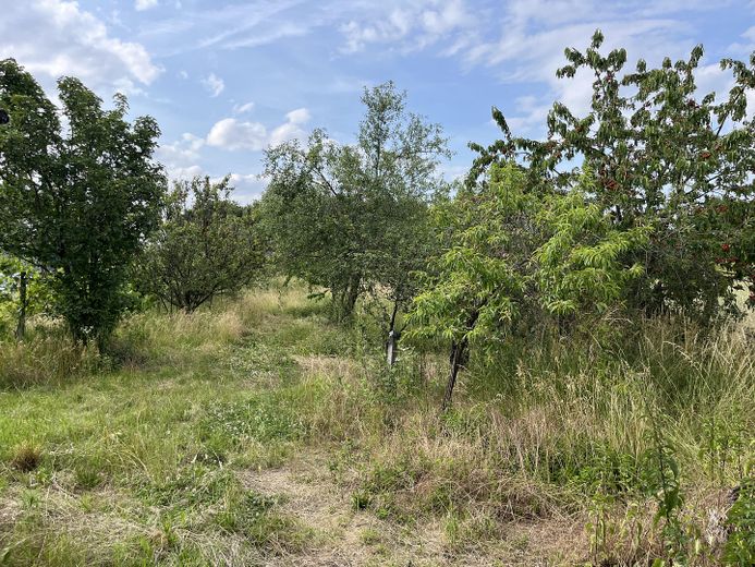 Obstgarten & Wiese