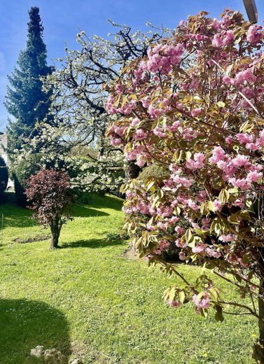 Garten, Japanischer Kirschbaum