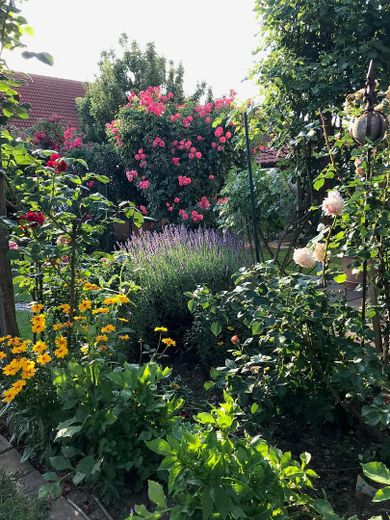 Gartenimpressionen 