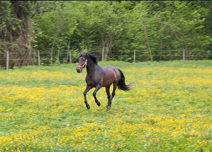 Der kleine Hengst