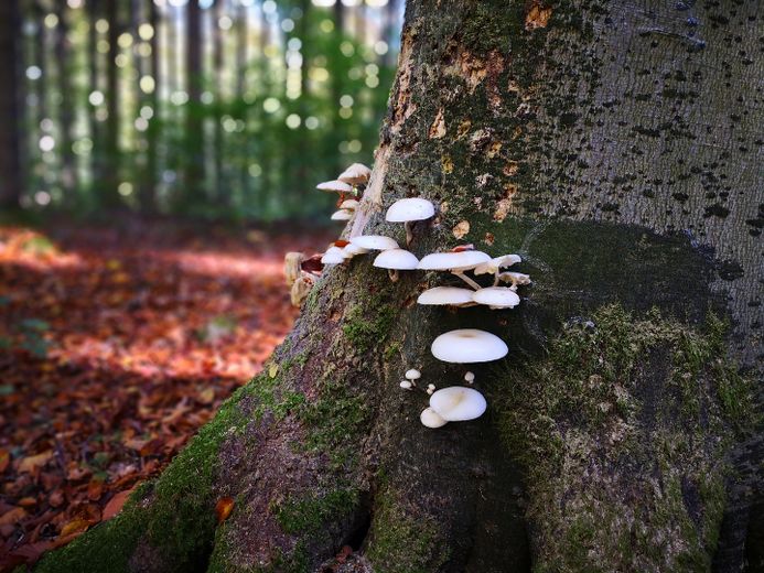 Baugrundstück für TINY-Haus-EFH-VOLLERSCHL:-Erster Wohnsitz-Selbstversorgung-autark – Buchenwälder in der Umgebung