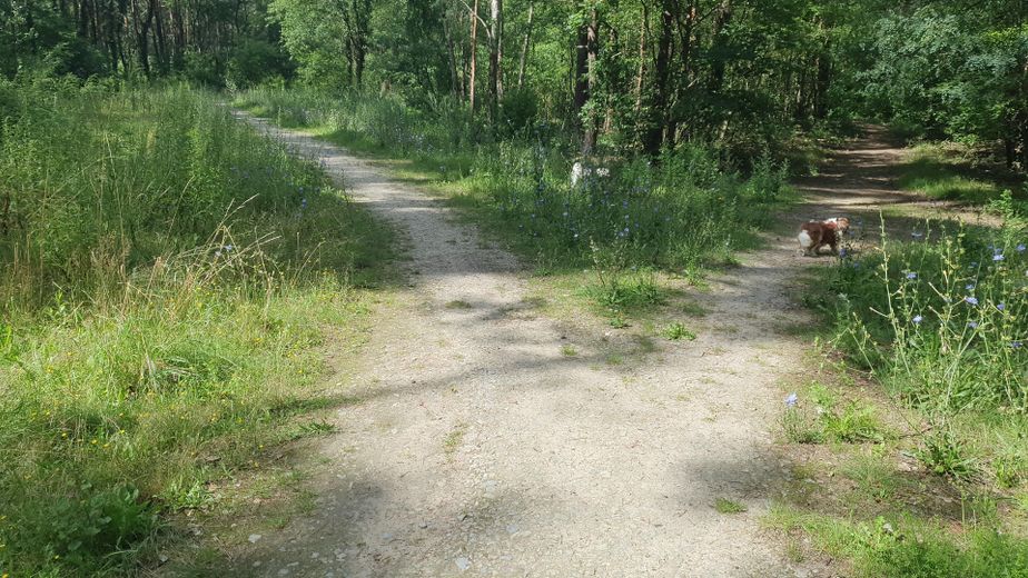 Wald