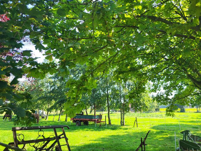 Exclusive detached house near Norddeich with pool, sauna, horse keeping – Weide