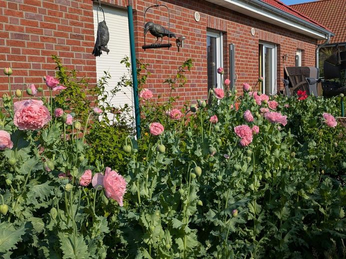 Bungalow come nuovo a Scharbeutz, frazione di Gleschendorf, in posizione immersa nella natura – Rückseite