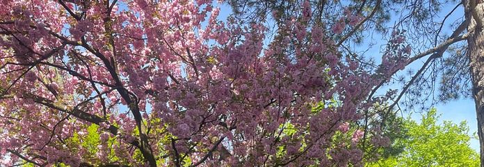 Garten mit Kirschbaum