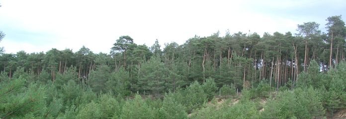 Natur pur 