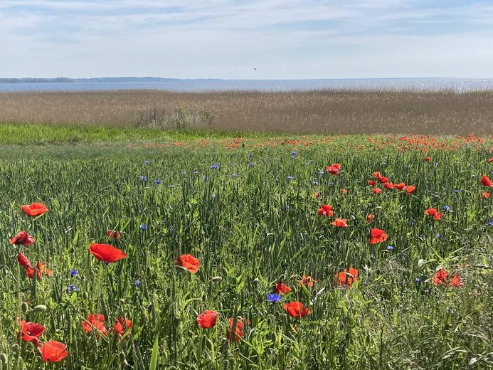 Maritimes Paradies unter Reet auf der Insel Usedom – Blick von der Terrasse aufs Ha
