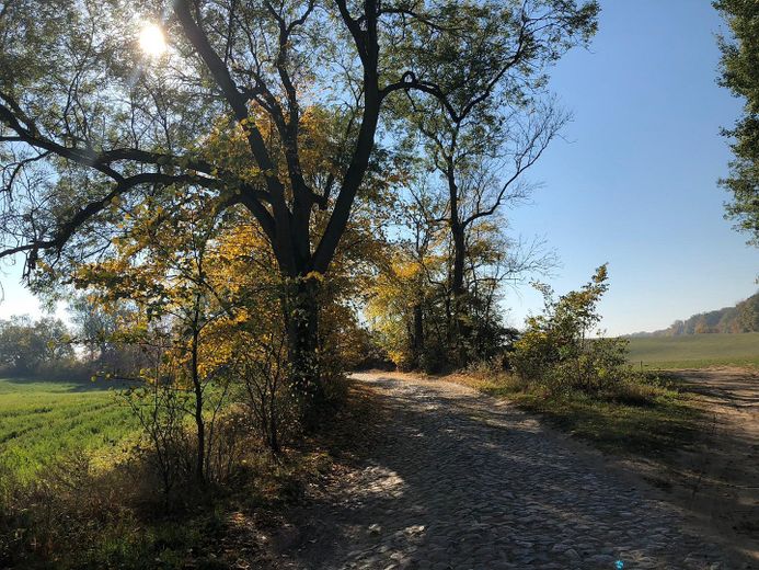 Dream property with house in the Uckermark – right in the biosphere reserve, water and forest – Zufahrtsallee zum Haus