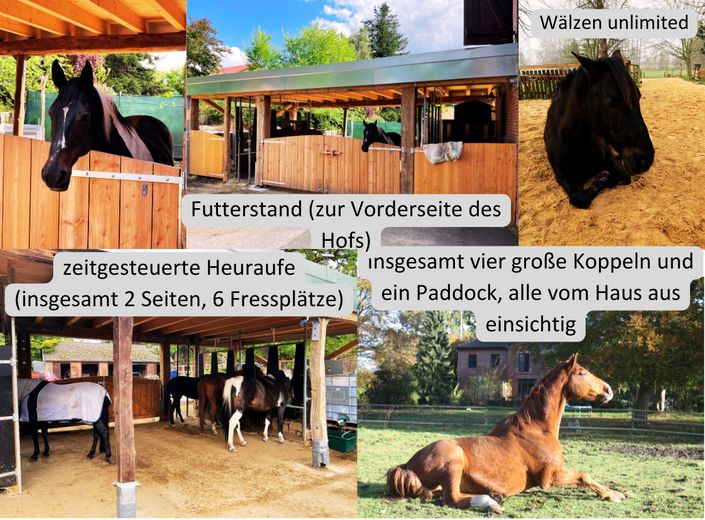 Pferde artgerecht halten