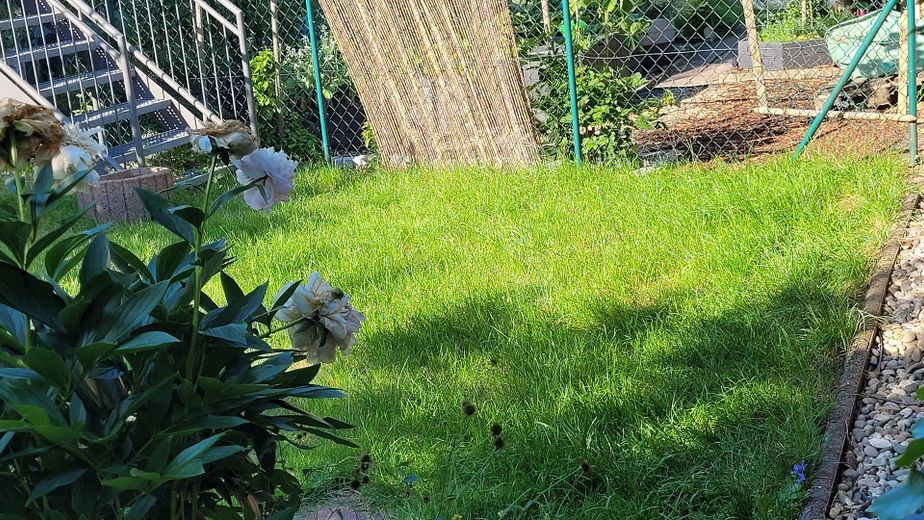 Garten m. Treppe z. Wohnung