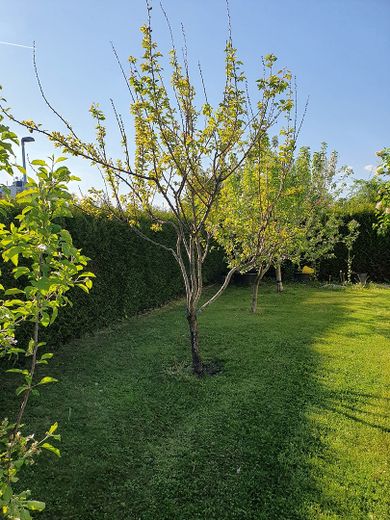 Einfamilienhaus, neue Heizung, Topzustand,saniert – Foto 25