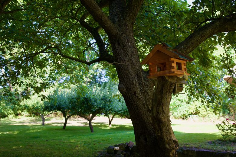 provisionsfrei: Reetdachhaus auf Traumgrundstück mit Meernähe & Ferienhaus-Potenzial – Südrügen – Wunderschöner Baumbestand